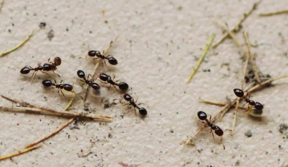 观察蚂蚁.jpg