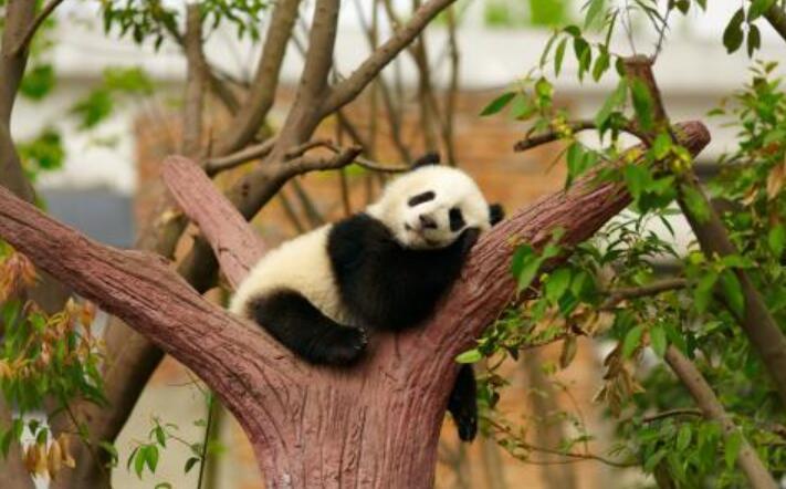 可爱的大熊猫.jpg