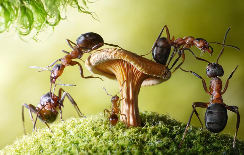 变大的蚂蚁.jpg