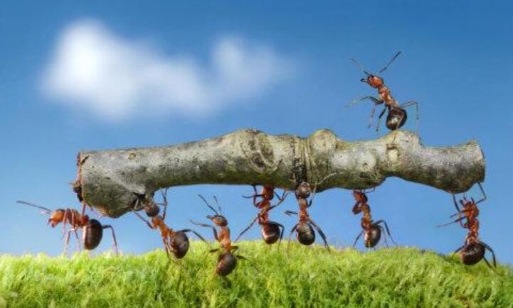 蚂蚁虽然小,不过它们的团结精神是值得我们学的.