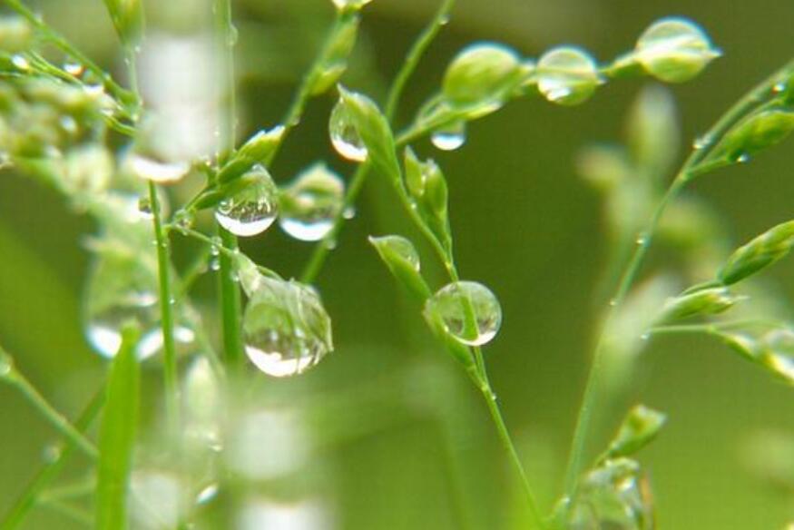 春雨.jpg