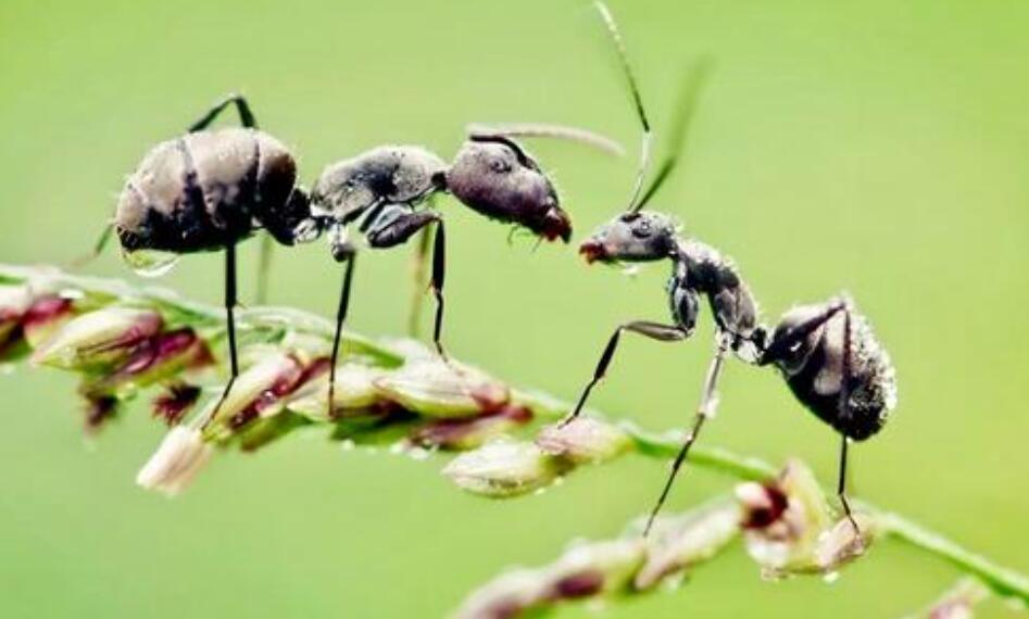 蚂蚁观察.jpg