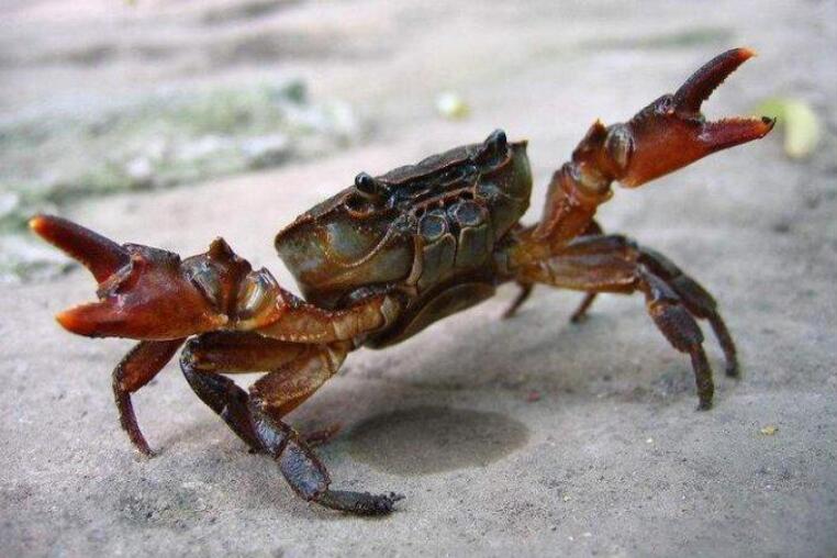 我的动物朋友螃蟹.jpg