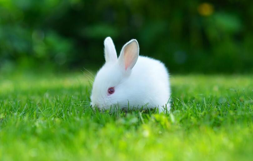 有趣的动物兔子.jpg