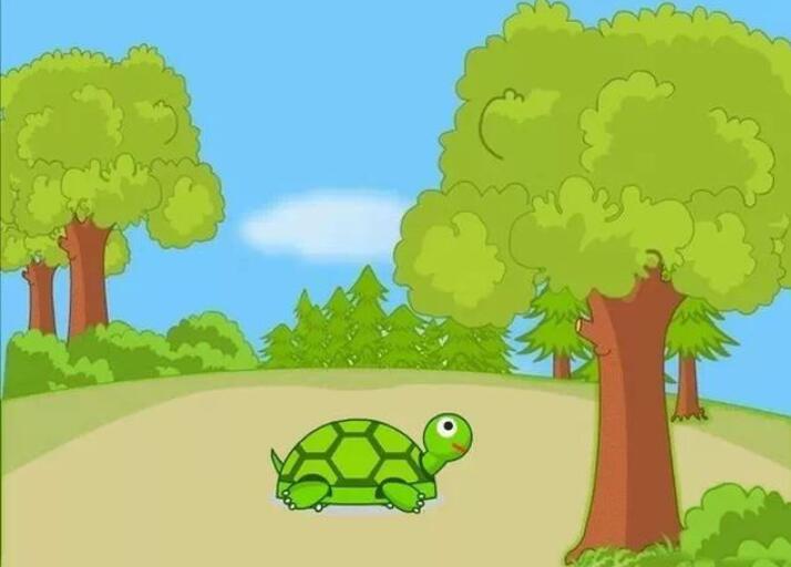 我喜欢的小乌龟.jpg