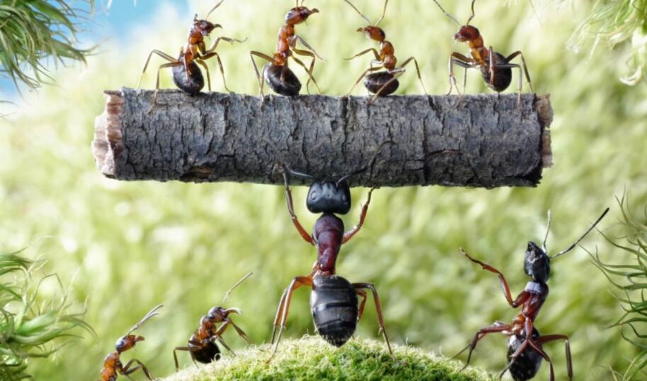 强壮的蚂蚁.jpg