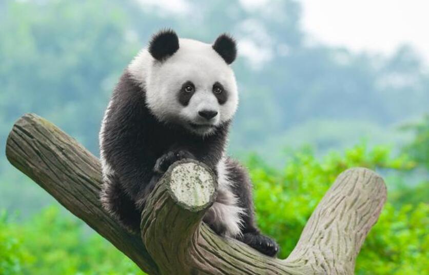 我喜欢的动物大熊猫.jpg